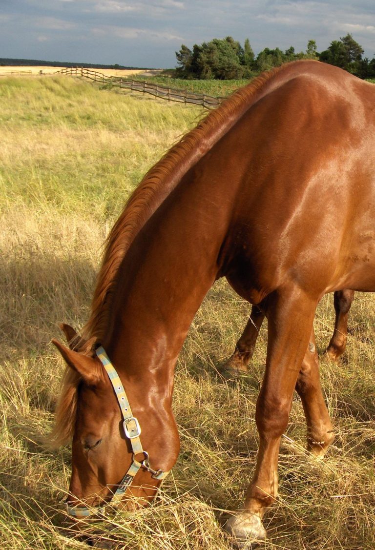 Pferd beim Grasen auf der Koppel