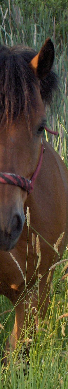 Pferd läuft durch hohes Geas auf der Koppel