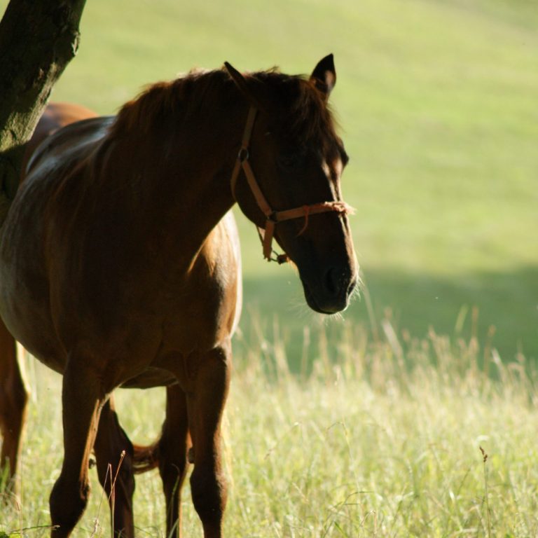 Pferd im hohen Gras auf der Koppel