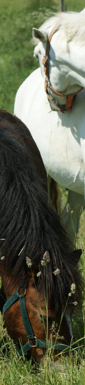 Zwei Ponys beim Grasen in Nahaufnahme