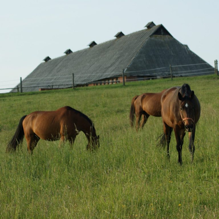 Pferde auf der Koppel mit Blich auf den Reitstall