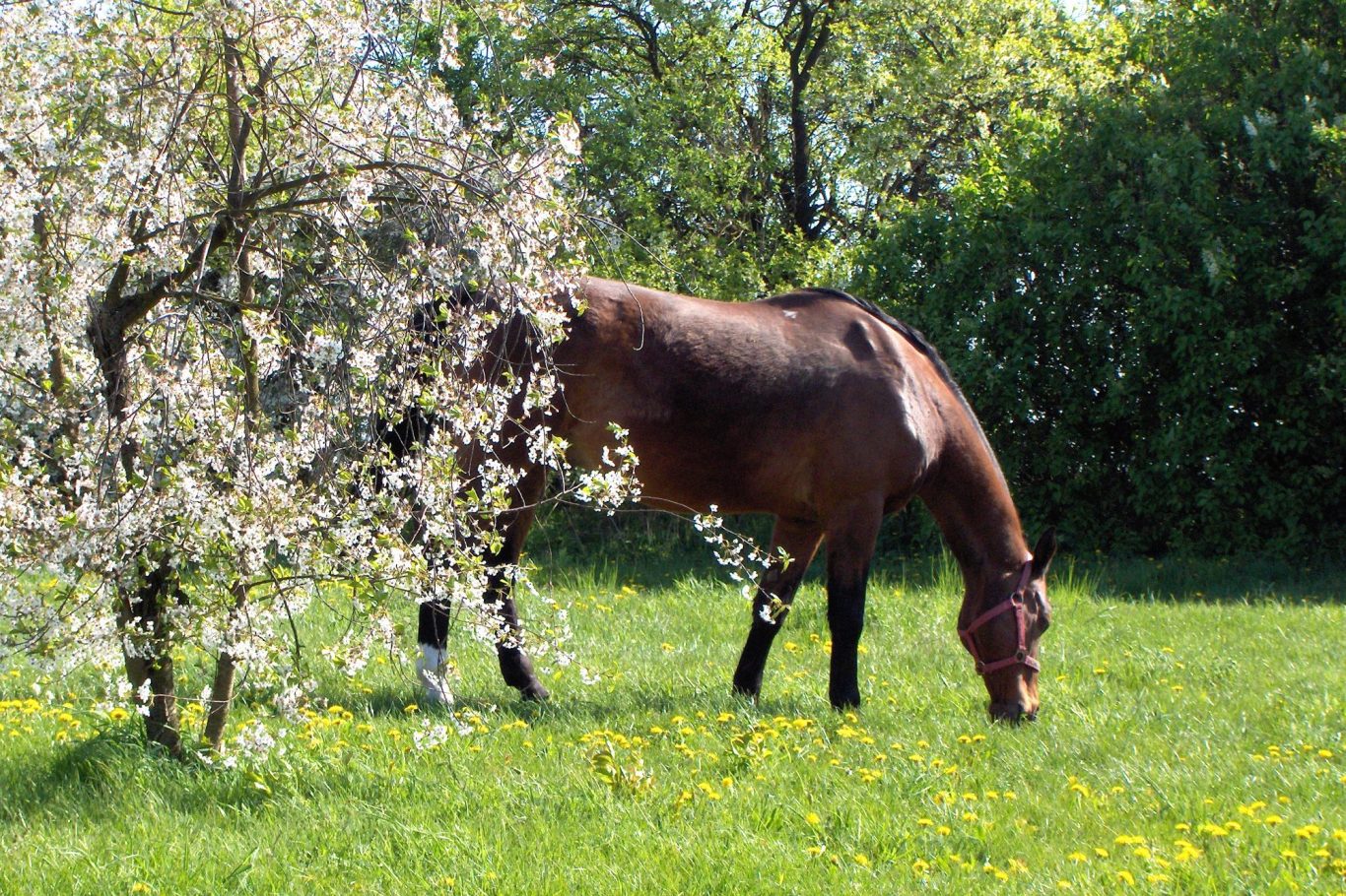 Pferd beim Grasen auf dem Hof hinter blühendem Kirschbaum